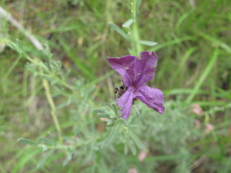 Lavanda - Lavandula stoechas