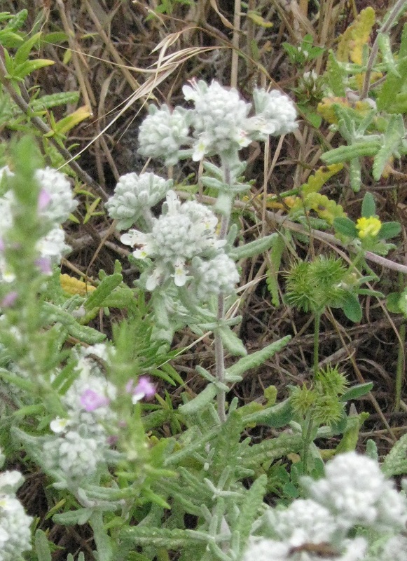 pianta da id - Teucrium capitatum