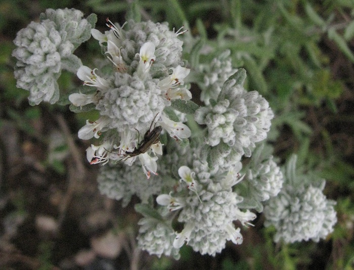 pianta da id - Teucrium capitatum