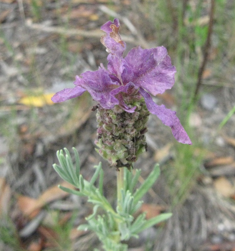 Lavanda - Lavandula stoechas