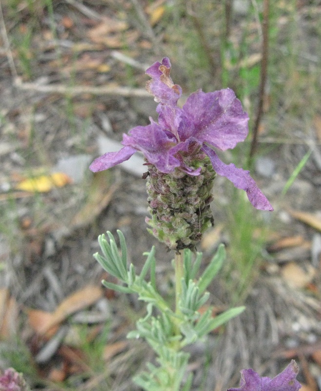 Lavanda - Lavandula stoechas