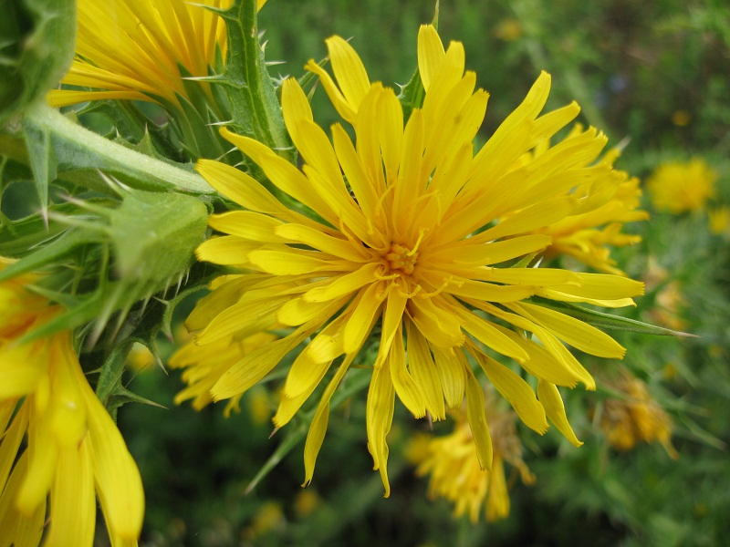 Scolymus hispanicus / Cardogna comune