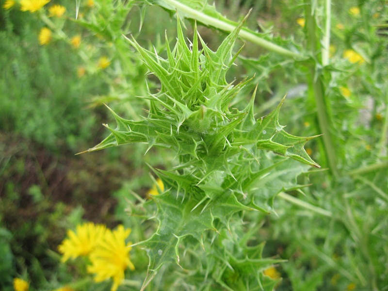 Scolymus hispanicus / Cardogna comune