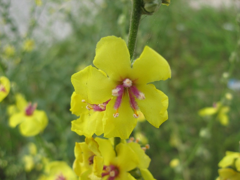 Verbascum sinuatum