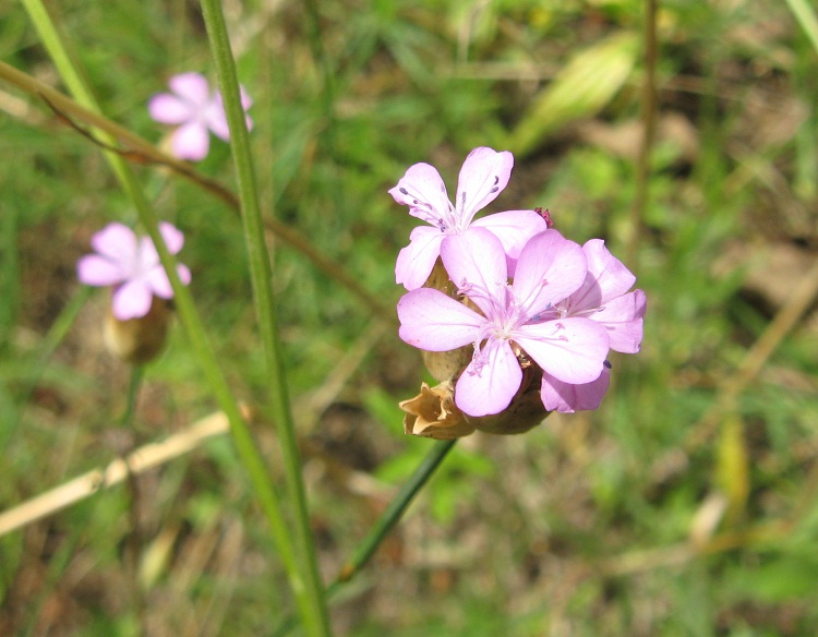 cariophillacea? - Petrorhagia sp.