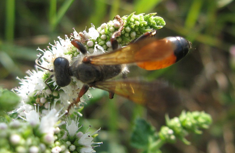 Forse Argea. Sphex + Pyropteron sp.(?)