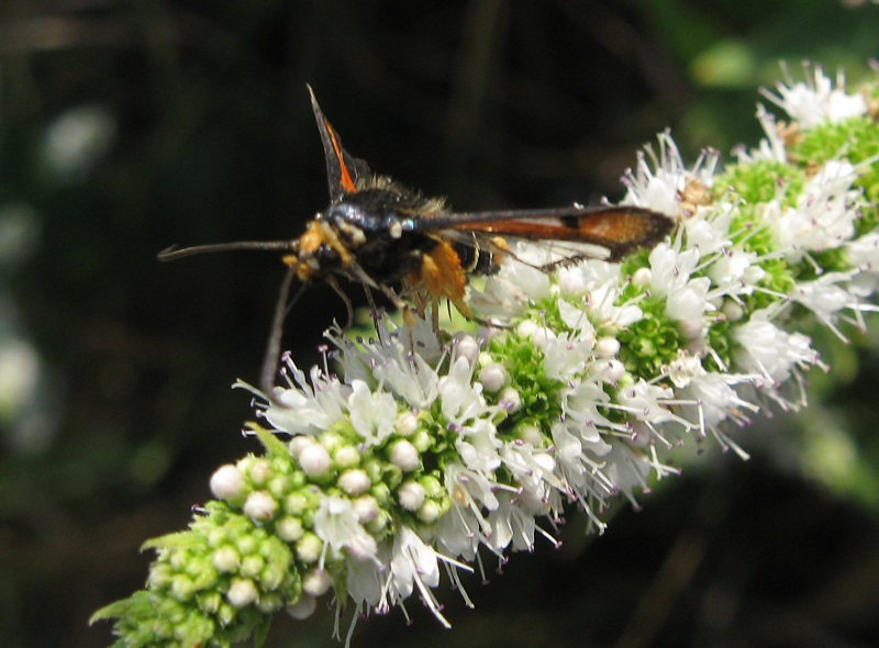 Forse Argea. Sphex + Pyropteron sp.(?)