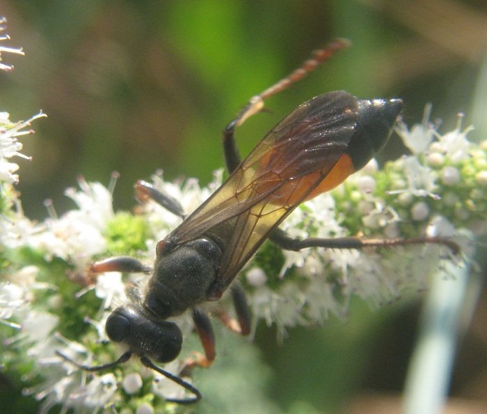 Forse Argea. Sphex + Pyropteron sp.(?)