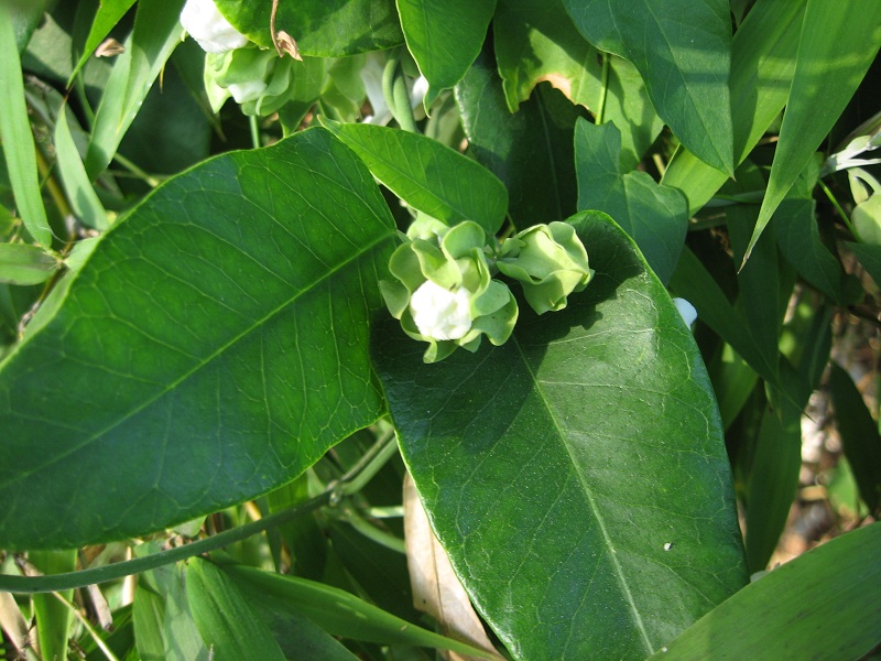 Apocynaceae: Araujia sericifera e Periploca graeca