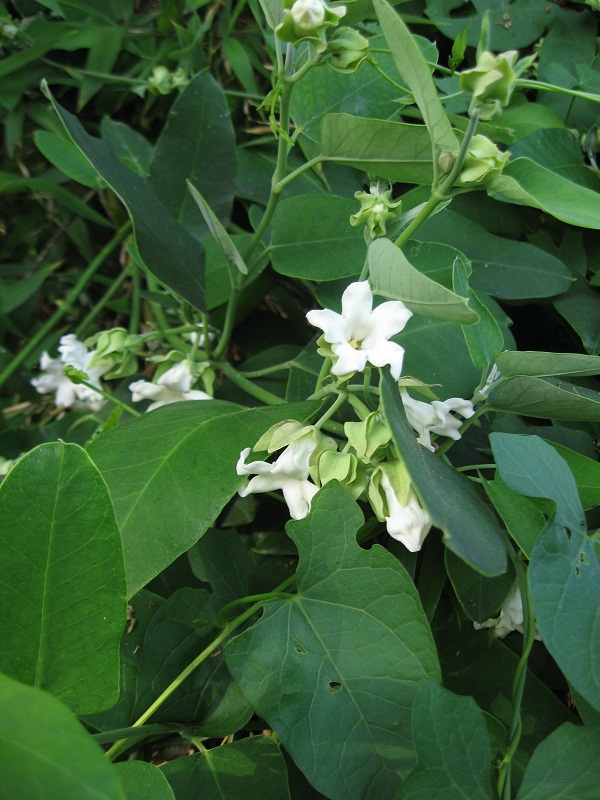 Apocynaceae: Araujia sericifera e Periploca graeca