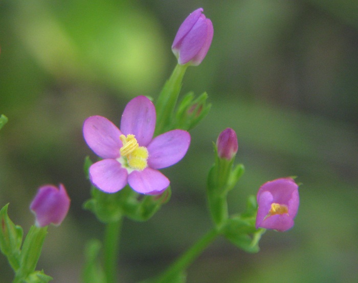 fiore rosa - Centaurium sp.