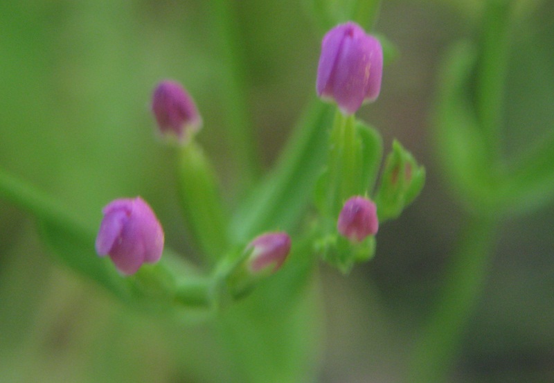 fiore rosa - Centaurium sp.