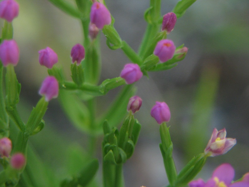 fiore rosa - Centaurium sp.