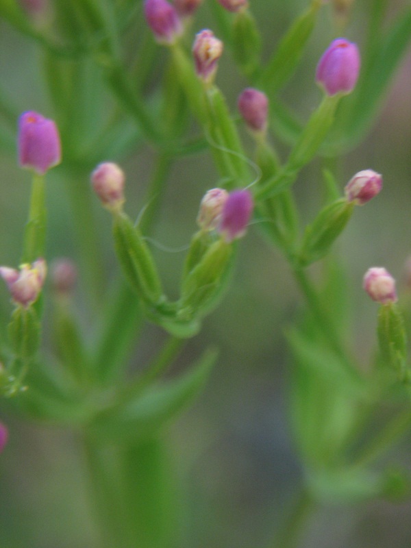 fiore rosa - Centaurium sp.