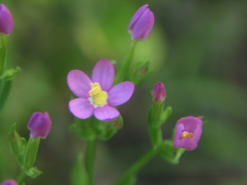 fiore rosa - Centaurium sp.