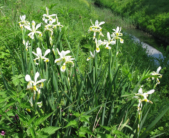 Iris orientalis