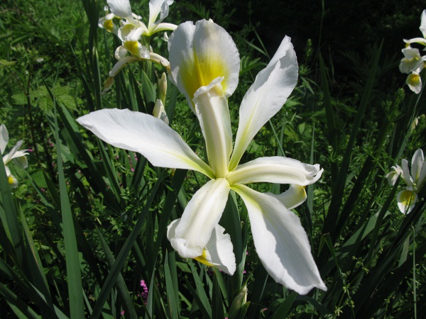 Iris orientalis