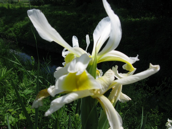 Iris orientalis