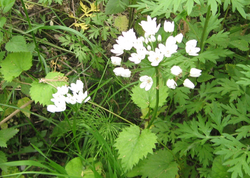 Allium neapolitanum