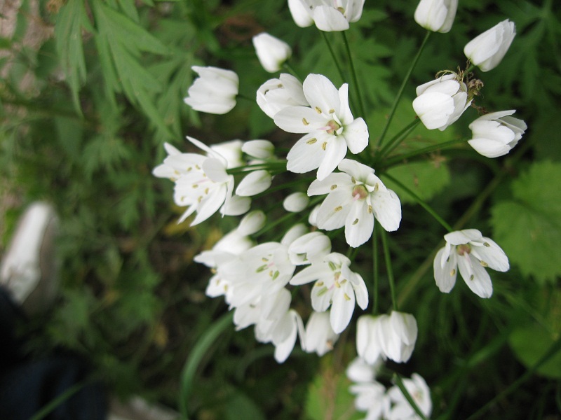 Allium neapolitanum