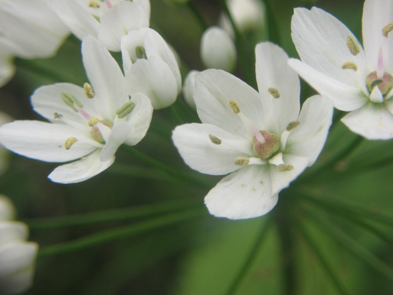 Allium neapolitanum