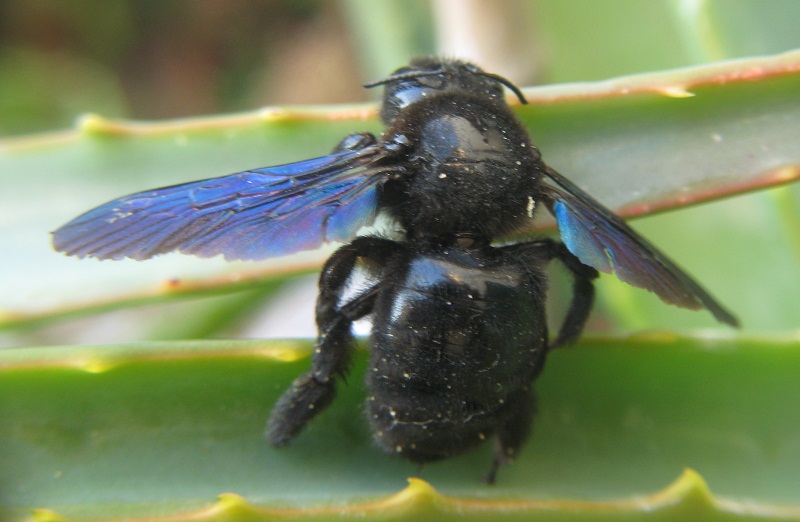 Xilicopa violacea?