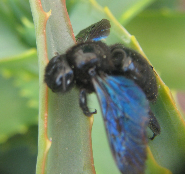 Xilicopa violacea?