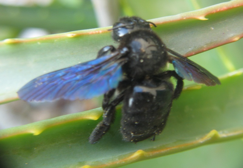 Xilicopa violacea?