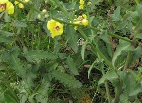 Verbascum sinuatum