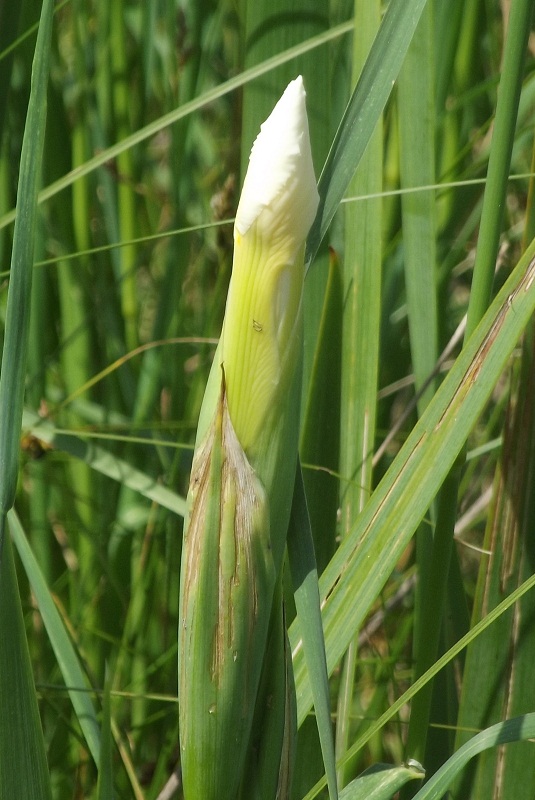 Iris orientalis