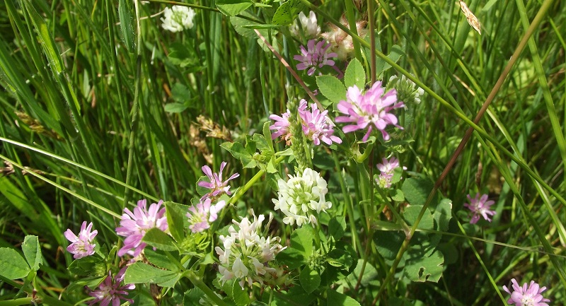 Trifolium resupinatum / Trifoglio risupinato