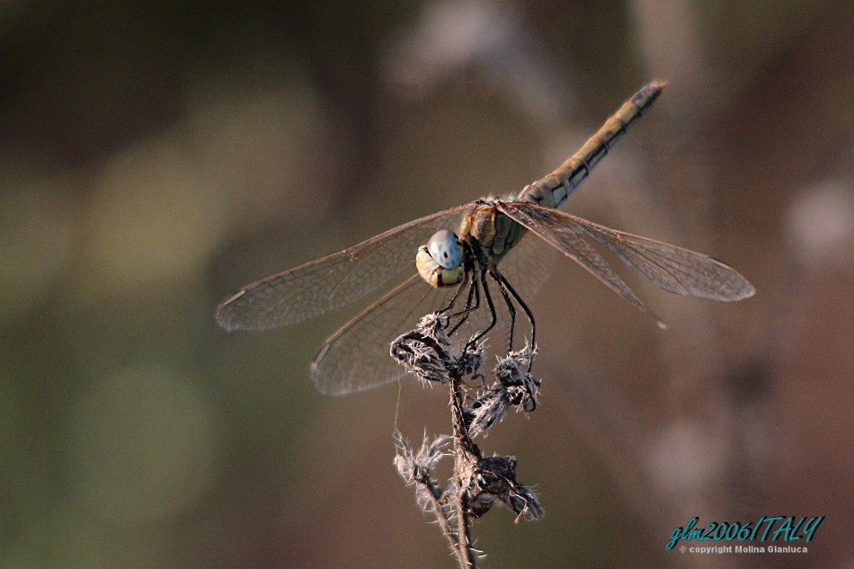 Che vuoi? (libellula)