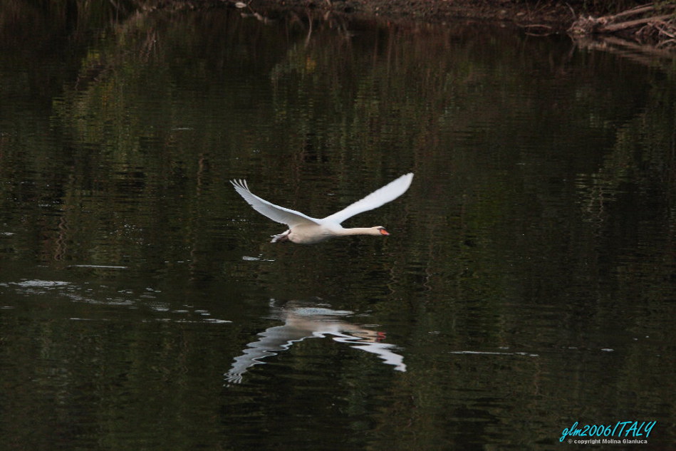 Partenza! (Cigno)