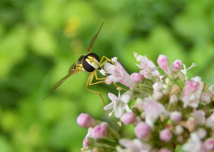 Syrphidae: Sphaerophoria sp., femmina