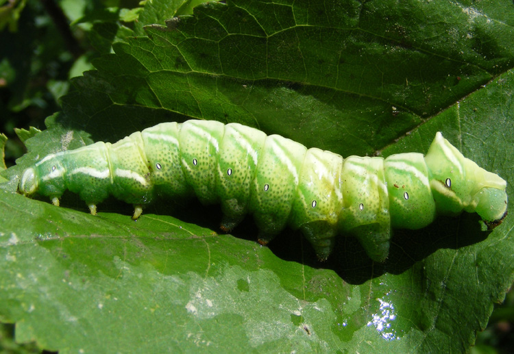 Bruchi - aiuto identificazione