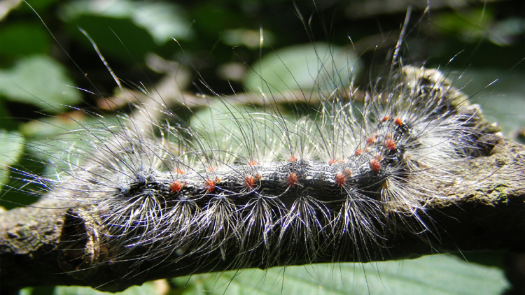 Bruchi - aiuto identificazione