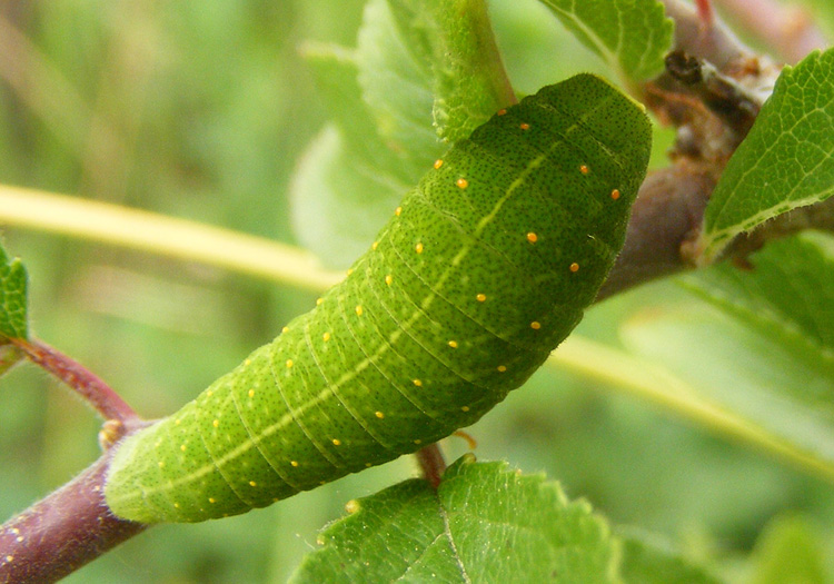 Bruchi - aiuto identificazione