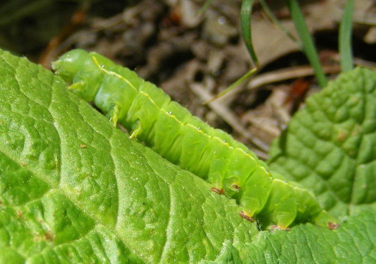 Bruchi - aiuto identificazione