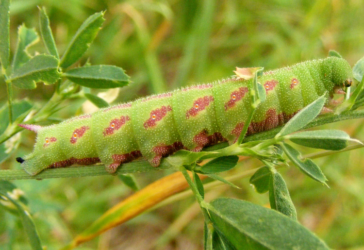 Bruchi - aiuto identificazione