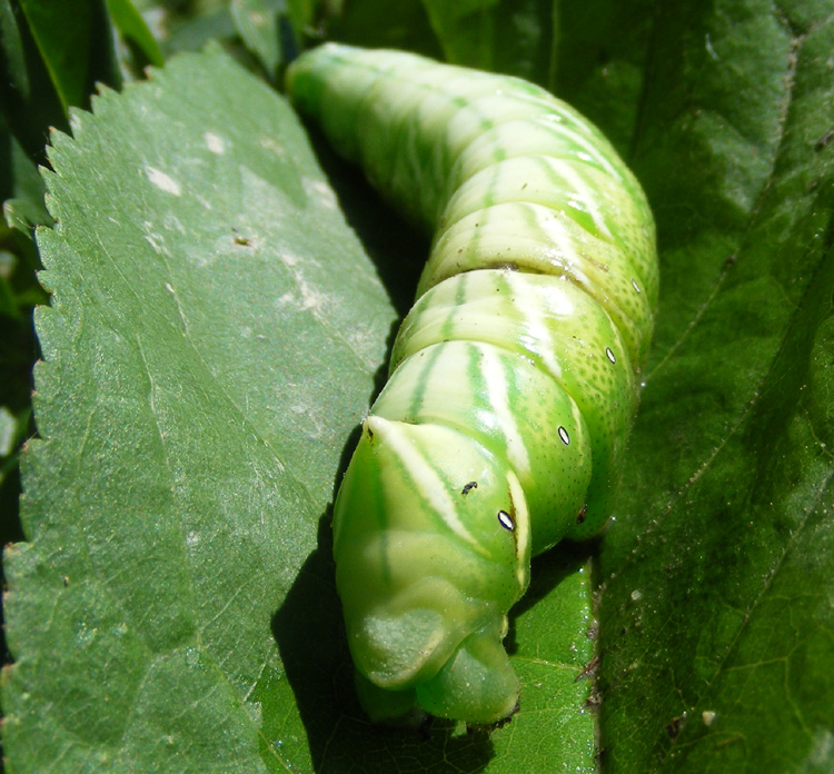 Bruchi - aiuto identificazione