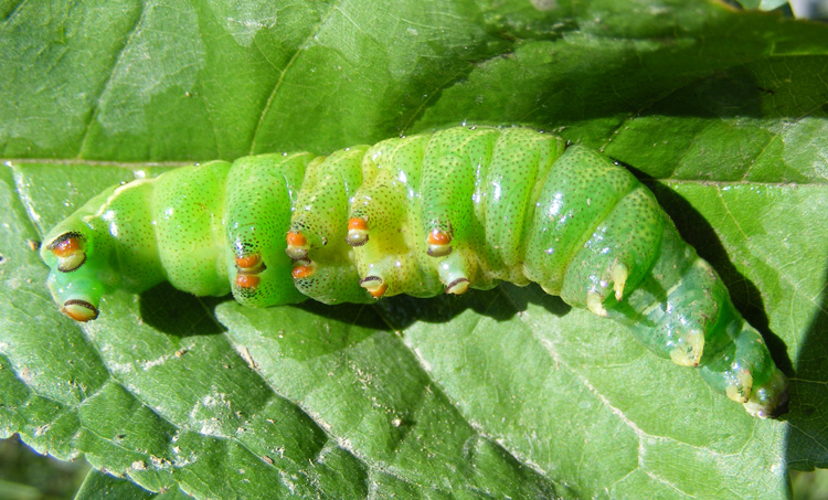 Bruchi - aiuto identificazione