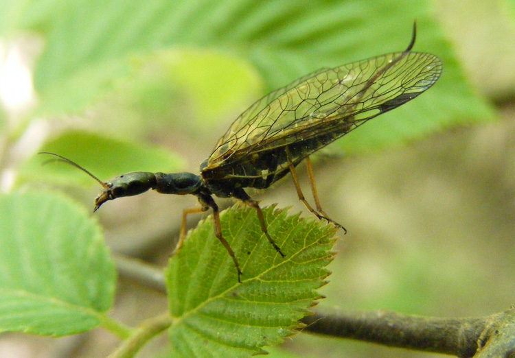 Phaeostigma major ?