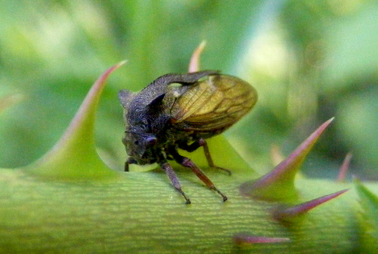 Centrotus cornutus (Cicadomorpha Membracidae)