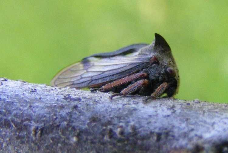 Centrotus cornutus (Cicadomorpha Membracidae)