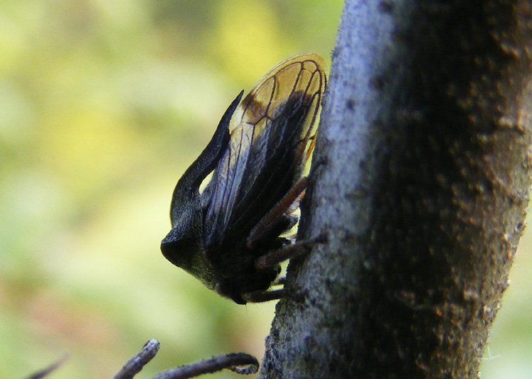 Centrotus cornutus (Cicadomorpha Membracidae)