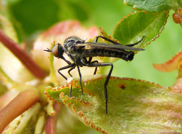 Empis sp. (Empididae), maschio