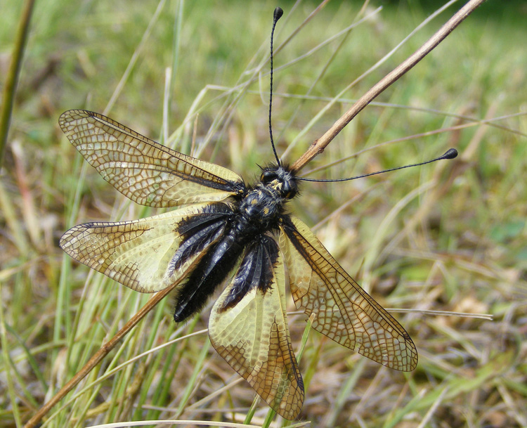 Libelloides coccajus?  S, femmina !