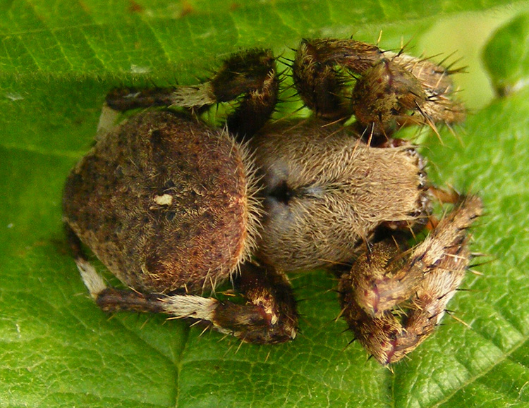 Alopecosa ?  No, Araneidae: cfr. Araneus maculatus - Oltrep pavese