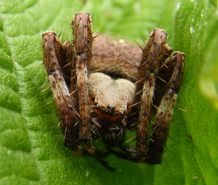 Alopecosa ?  No, Araneidae: cfr. Araneus maculatus - Oltrep pavese