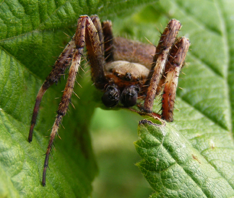 Alopecosa ?  No, Araneidae: cfr. Araneus maculatus - Oltrep pavese